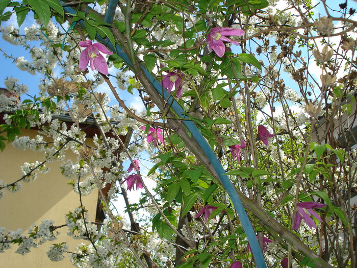 DSC06320 - Clematis 2015