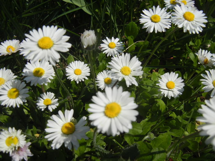 Bellis perennis (2015, April 13)