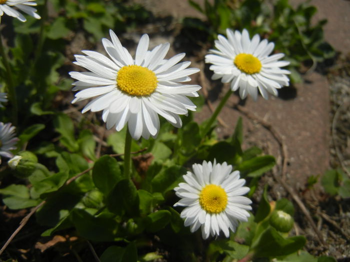 Bellis perennis (2015, April 13)