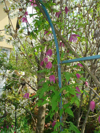 DSC06305 - Clematis 2015