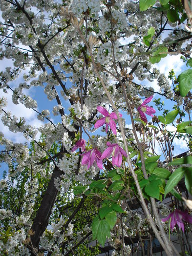 DSC06318 - Clematis 2015