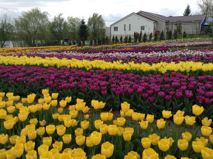 dadadadaa - Sarbatoarea lalelelor Snagov