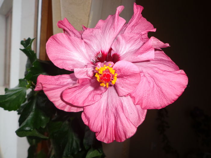 DSC06511
