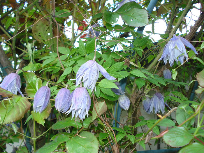 "Maidwell Hall" - Clematis 2015