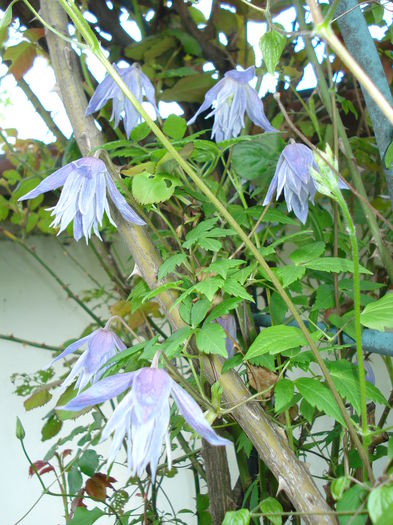 DSC06275 - Clematis 2015