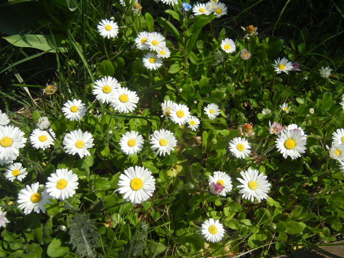 Bellis perennis (2015, April 13)