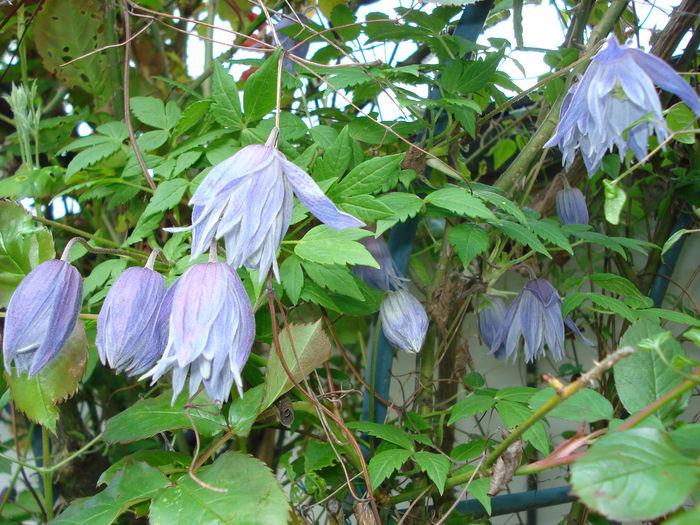 DSC06273 - Clematis 2015