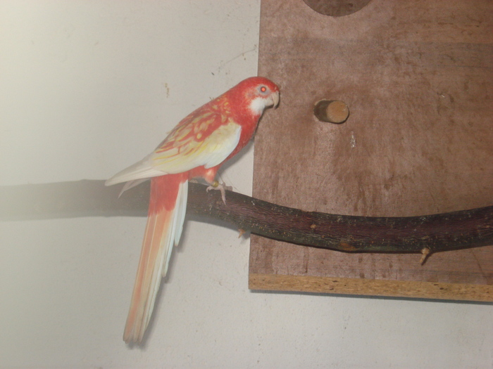 FEMELA ROSELLA RUBINO