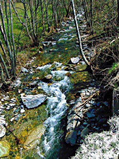 DSC06655 - Poze natura