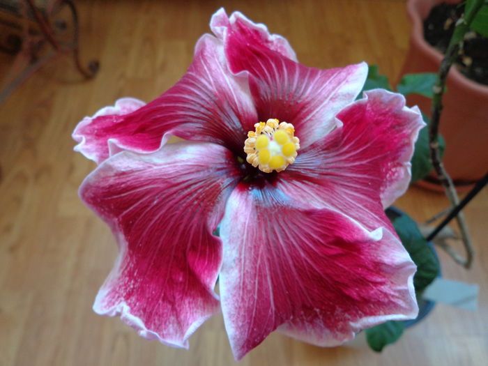 DSC06729 - HIBISCUS PURPLE MAJESTY