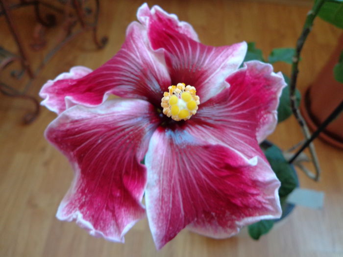 DSC06730 - HIBISCUS PURPLE MAJESTY