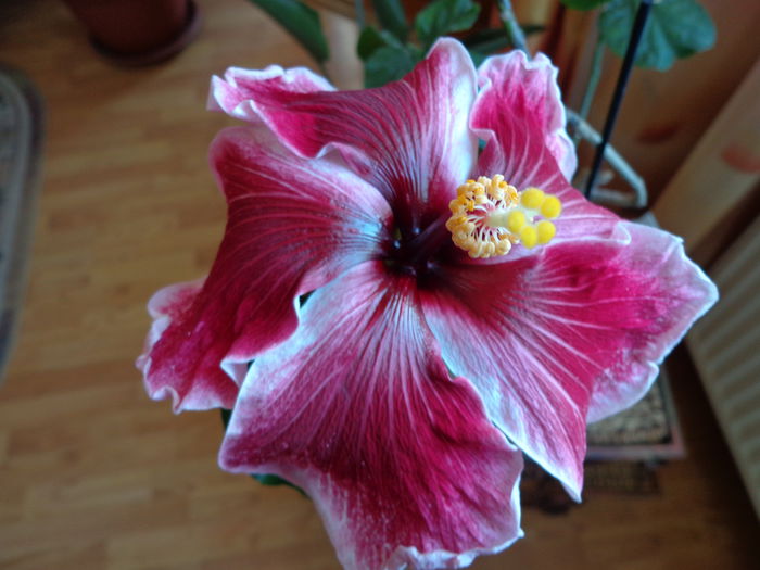 DSC06725 - HIBISCUS PURPLE MAJESTY