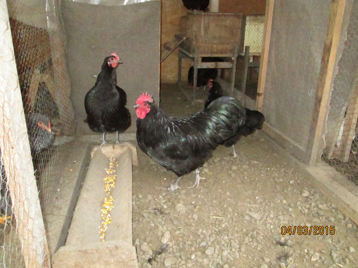 familie australorp - 2015