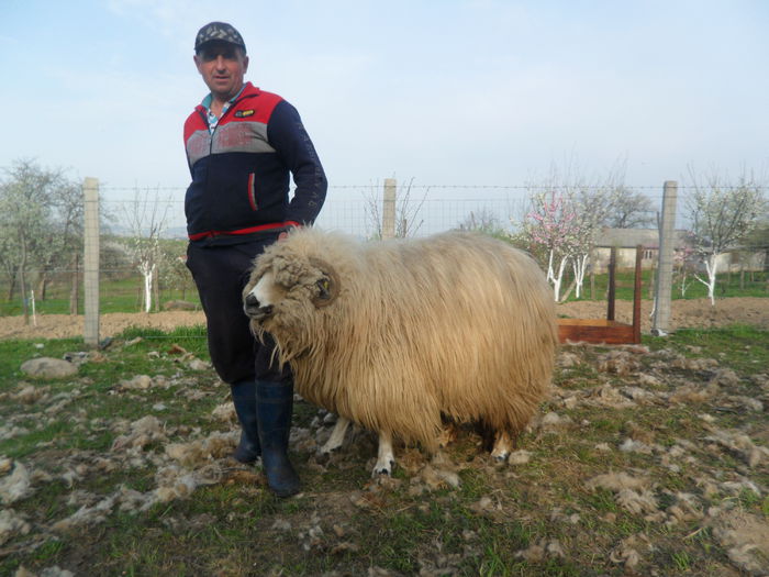 SAM_2071 - tucana alba