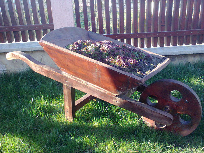Fotografie0178 - mobilier gradina