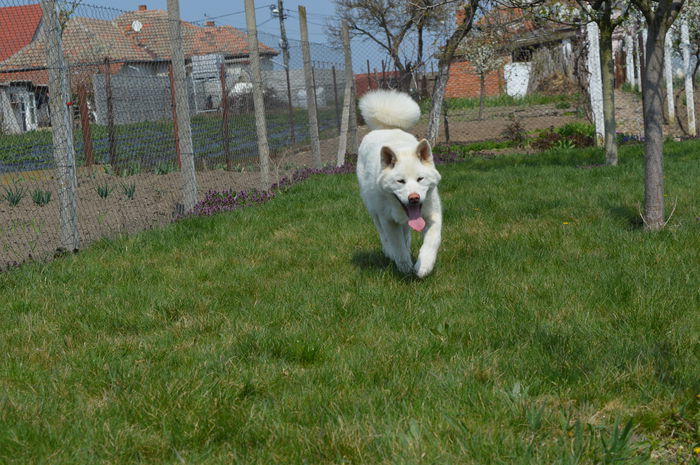 DSC_1497 - Cateii mei Akita Inu