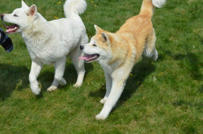 DSC_1522 - Cateii mei Akita Inu