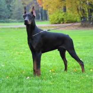 images - doberman