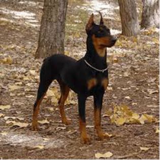 images (1) - doberman