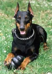 images (4) - doberman