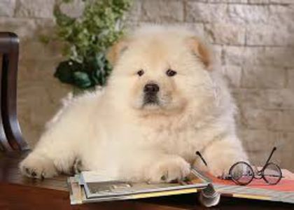 images (2) - chow chow