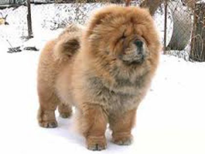 images (1) - chow chow