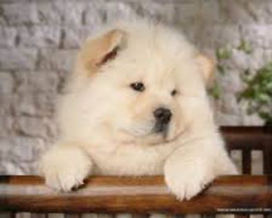 images (3) - chow chow