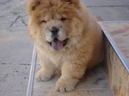 images (4) - chow chow