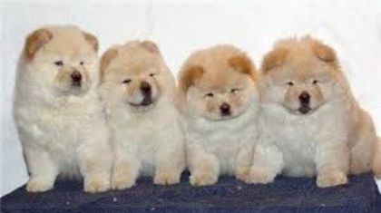 images (7) - chow chow