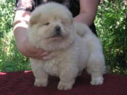 images (8) - chow chow
