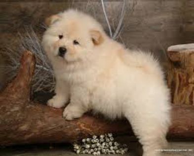 images (9) - chow chow