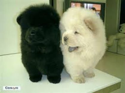 images (10) - chow chow