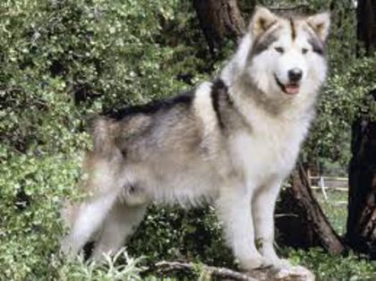 images (16) - husky