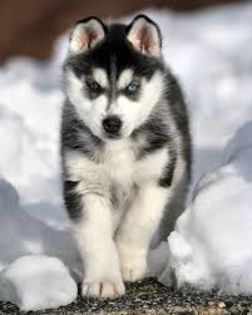 images (5) - husky