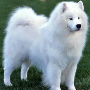 descărcare (2) - samoyed