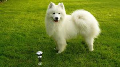 descărcare (4) - samoyed