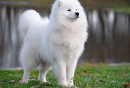 images (2) - samoyed