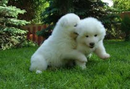 images (4) - samoyed