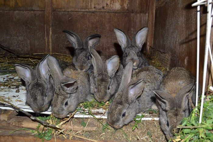 received_961010777256278