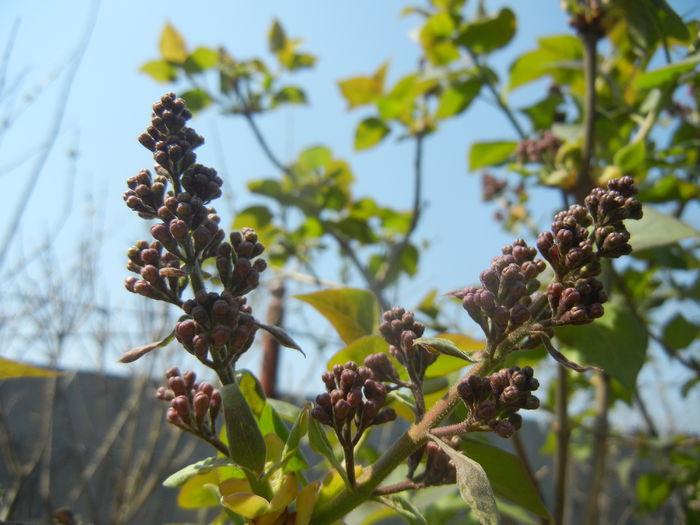 Syringa vulgaris_Lilac (2015, April 13)