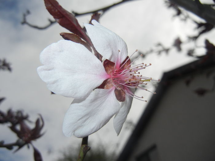 Prunus persica Davidii (2015, April 15) - Prunus persica Davidii