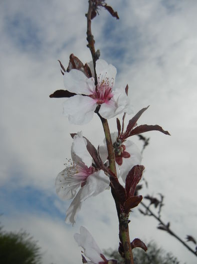 Prunus persica Davidii (2015, April 15) - Prunus persica Davidii