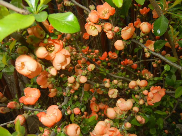 Chaenomeles japonica (2015, April 15)