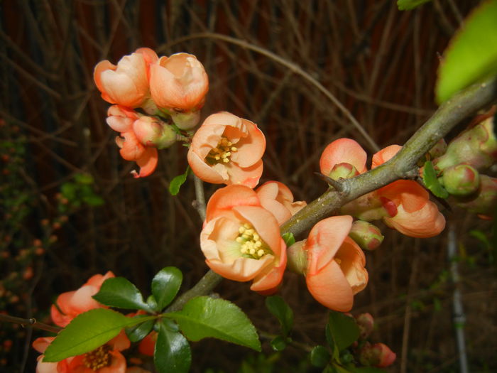 Chaenomeles japonica (2015, April 15) - Chaenomeles japonica