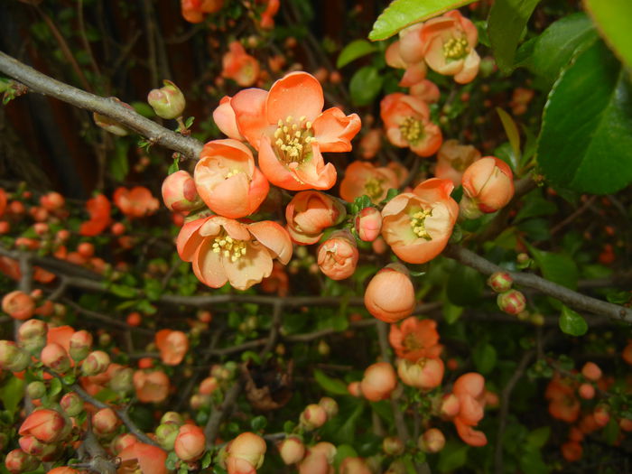 Chaenomeles japonica (2015, April 15)