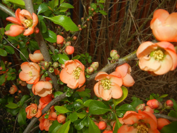 Chaenomeles japonica (2015, April 15)