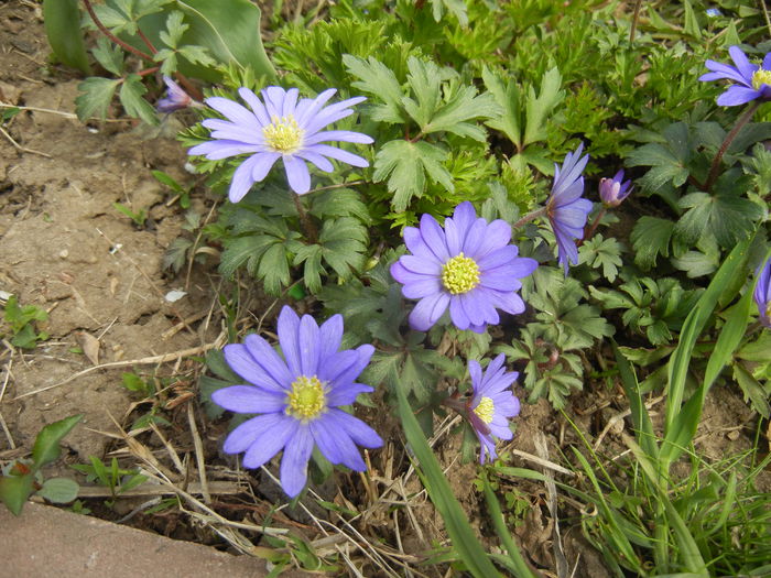 Anemone Blue Shades (2015, April 15) - Anemone Blue Shades