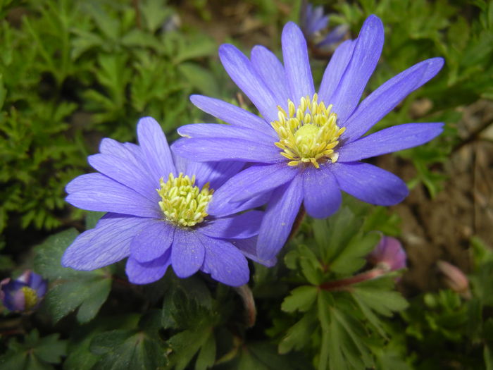 Anemone Blue Shades (2015, April 15)