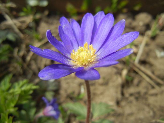 Anemone Blue Shades (2015, April 15) - Anemone Blue Shades