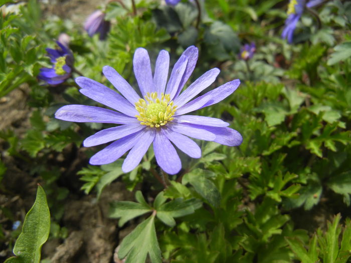 Anemone Blue Shades (2015, April 15) - Anemone Blue Shades